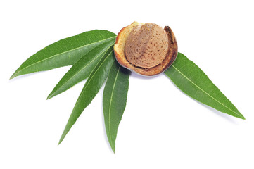 almond in shell