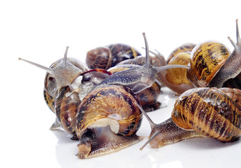 land snails