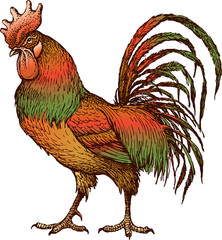 cock