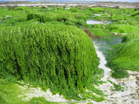 Rocher & algues vertes