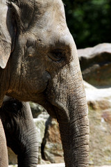 Fototapeta premium elephant head