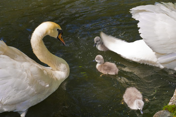 Familia de cisnes