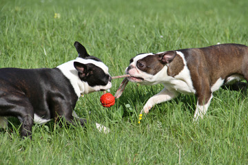 Boston Terrier