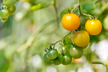 garden tomatoes