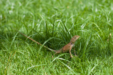 Lizard in a grass