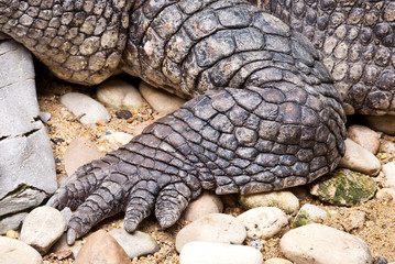 Crocodile's foot