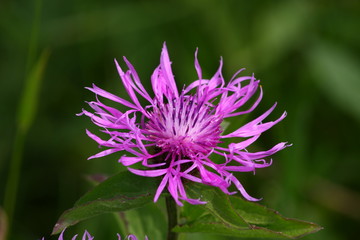 Bergflockenblume