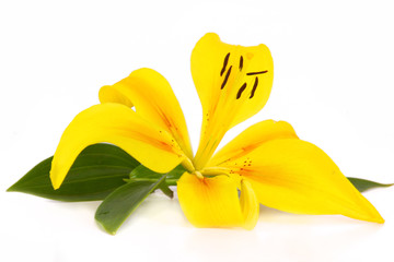 Lilium © Swetlana Wall