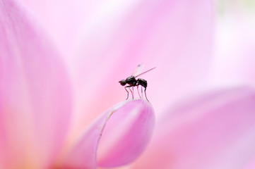 Kleine Fliege auf der Blume
