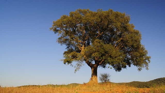 Quercia - oak