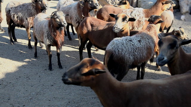 sheep
