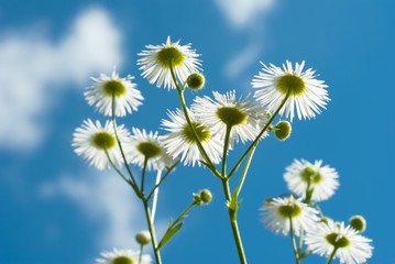 chamomiles and blue sky