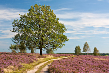 Lüneburger Heide, Pfad durch blühende Heidelandschaft mit Eiche