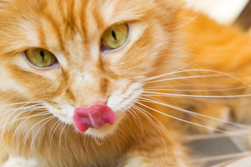 gato y su lengua