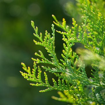 Thuja