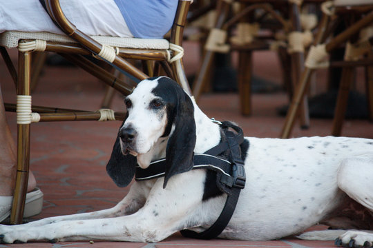 Bracco italiano a passeggio