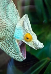 Papier Peint photo Lavable Caméléon Colored chameleon