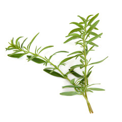 Fototapeta premium Hyssop Herb Leaves