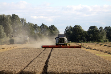 Combine harverster at work in wheat field