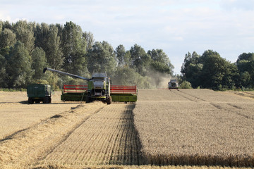 Fototapeta premium Combine harvesters at work in wheat field