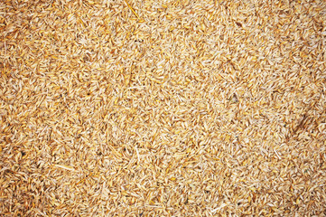 Natural Wheat Grains