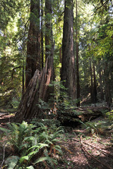 Forest 6