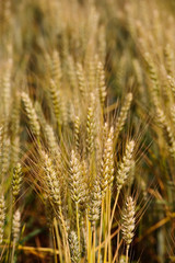 Fototapeta premium Field of wheat close up