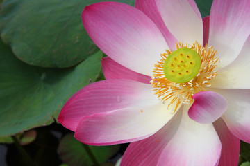 A lotus  or water lily  flower. © JIRAPAT WATTANAVIPAT