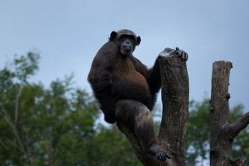 Posing Chimpanzee