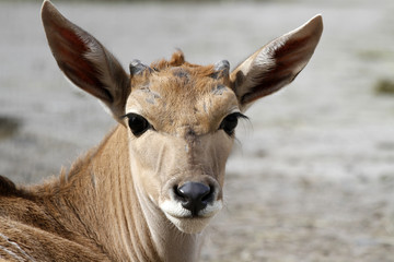 Elenantilope, Jungtier