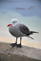 Heermann's seagull winter breeding gull adult