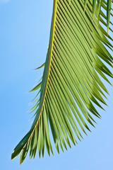 palme palmier bouteille
