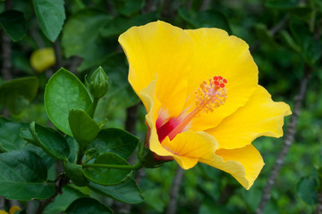 Closeup of Yellow Hibiscus