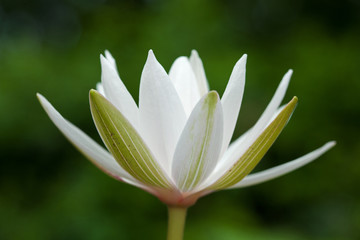 Fototapeta premium White Waterlily