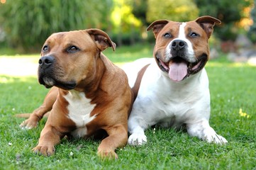 American Staffordshire terriers - obrazy, fototapety, plakaty