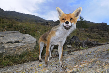 European red fox - vulpes vulpes