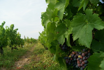 vignoble lyonnais