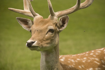 damwild