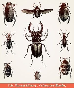 Col&eacute;opt&egrave;res