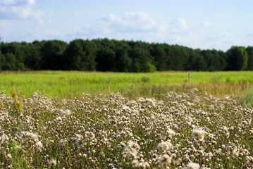 The field of fluffy plant