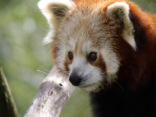 Red panda close-up