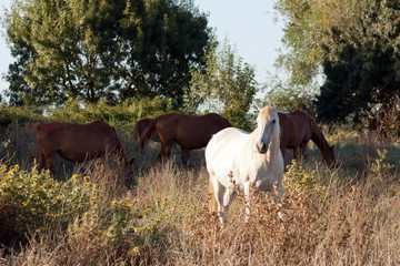 Naklejka na ściany i meble White horse and others in the middle of the crop