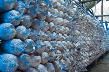 Mushroom farm