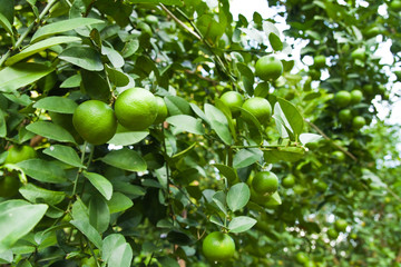 Lemons on tree