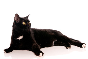 chat noir sur fond blanc
