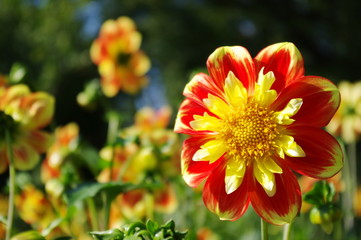 Beautiful dahlia flower