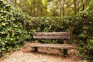 Fototapeta na wymiar Empty old wooden bench against foliage and trees