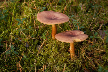Mushrooms in green forest