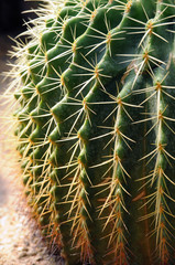 Kaktus Grossaufnahme