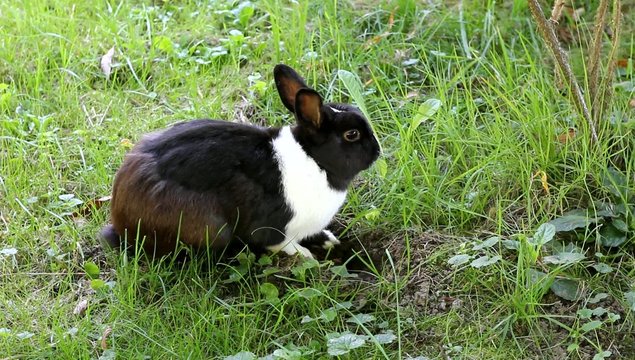 Kaninchen in der Wiese